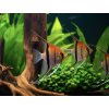 Skalár red beck - Pterophyllum scalare / manacapuru red beck