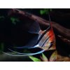 Skalár red beck - Pterophyllum scalare / manacapuru red beck