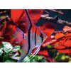 Skalár red beck - Pterophyllum scalare / manacapuru red beck
