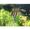 Skalár red beck - Pterophyllum scalare / manacapuru red beck