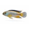 Apistogramma cacatuoides v nádherných farbách