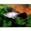 Gupka Tuxedo Pink - Poecilia reticulata / Tuxedo Pink