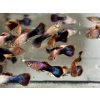 Gupka Tuxedo Pink - Poecilia reticulata / Tuxedo Pink