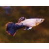 Gupka Tuxedo Pink - Poecilia reticulata / Tuxedo Pink