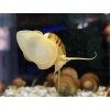 Slimák Ampulária hnedá - Ampullaria australis / brown