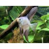 Skalár Bulgarian Green - Pterophyllum scalare / Bulgarian Green