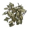 Wio Holm Oak Leave