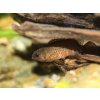Badis singenensis / buxar
