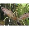 Badis singenensis / buxar