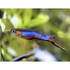 Živorodka wingei “blue star“ - Poecilia wingei