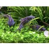 Pancierniček drobný - Corydoras / nanus