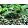 Pancierniček drobný - Corydoras / nanus
