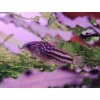 Pancierniček drobný - Corydoras / nanus