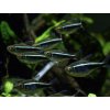 Neonka čierna - Hyphessobrycon / herbertaxelrodi