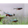 Razbora Axelrodova - Rasbora / axelrodi blue