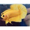 Bojovnica samec - plakat hellboy yellow