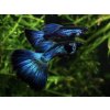 Gupka Blue Moscow - Poecilia reticulata / Blue Moscow