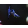 Gupka Blue Moscow - Poecilia reticulata / Blue Moscow