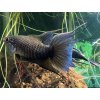 Rájovec dlhoplutvý čierny - Macropodus / spechti black