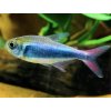 Tetra Red Blue Peru - Hyphessobrycon margitae / red blue Peru