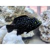 Cichlida madagaskarská - Paratilapia polleni