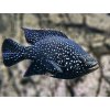 Cichlida madagaskarská - Paratilapia polleni