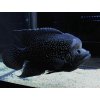 Cichlida madagaskarská - Paratilapia polleni