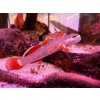 Hlaváč Goby - Rhinogobius / red white edge