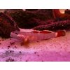 Hlaváč Goby - Rhinogobius / red white edge