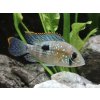 Akara potočná - Aequidens / rivulatus