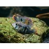 Akara potočná - Aequidens / rivulatus