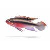 Kribensis cichlid v plávajúcom pohybe
