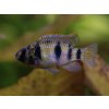 Cichlidka Thomasova - Anomalochromis / thomasi