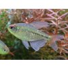 Tetra diamantová - Moenkhausia / pittieri