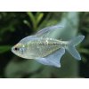 Tetra diamantová - Moenkhausia / pittieri