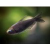 Tetra cisárska čierna - Nematobrycon / palmeri black
