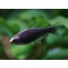 Tetra cisárska čierna - Nematobrycon / palmeri black