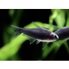 Tetra cisárska čierna - Nematobrycon / palmeri black