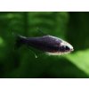 Tetra cisárska čierna - Nematobrycon / palmeri black