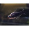 Tetra cisárska čierna - Nematobrycon / palmeri black