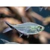 Tetra Costae - Moenkhausia Costae