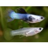 Gupka Blue Panda -Poecilia reticulata / Blue Panda
