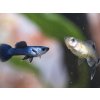 Gupka Blue Panda -Poecilia reticulata / Blue Panda