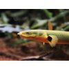 Bichirek kalabarský "Had vodný" - Erpetoichthys / calabaricus