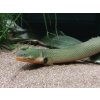 Bichirek kalabarský "Had vodný" - Erpetoichthys / calabaricus