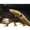 Bichirek kalabarský "Had vodný" - Erpetoichthys / calabaricus