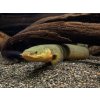 Bichirek kalabarský "Had vodný" - Erpetoichthys / calabaricus