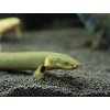 Bichirek kalabarský "Had vodný" - Erpetoichthys / calabaricus