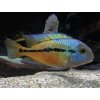Cichlida nikaragujská - Cichlasoma / nicaraguense