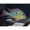 Perleťovka venezuelská - Geophagus winemilleri